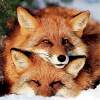 Little Vixens
