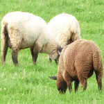 Grazing Sheep at Masty Farm