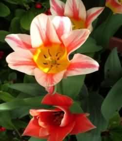 Garden Flowers at Oaktree House