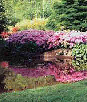 Lydney Park Gardens
