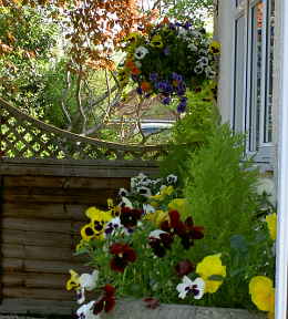 Hanging flower basket at Kymalton House