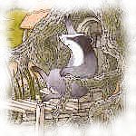 Happy and contented Badger