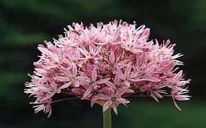 Allium Restaurant at Faiford