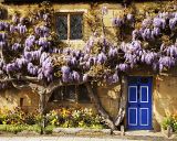 Cottage covered in Wisteria in Broadway