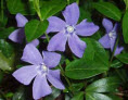 Myrtle Plant - Periwinckle