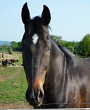 One of the resident horses at Wickliffe House