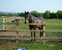 Paddock